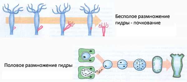 Сайт кракен через тор